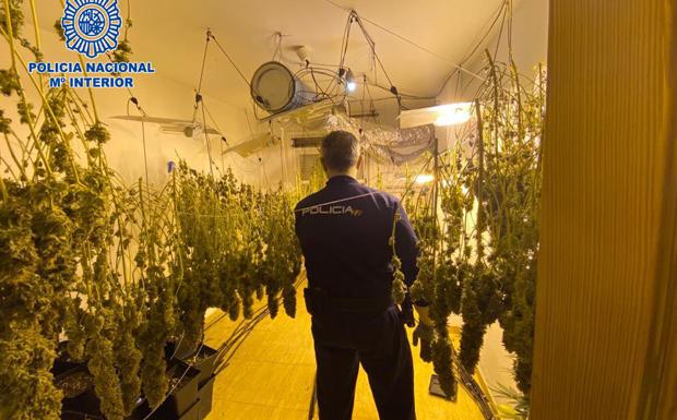 Descubren Una Sofisticada Plantaci N De Marihuana En Una Casa De El